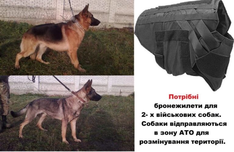 Волонтери просять допомогти купити бронежилети для собак