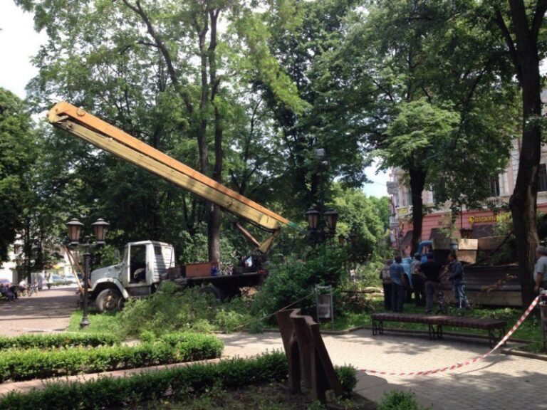 Дерева у сквері Міцкевича доводили до ладу (ФОТО)