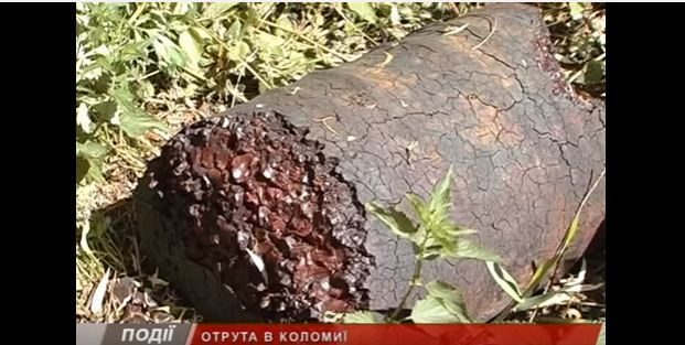 У Коломиї знайшли бочки з отрутою поблизу ділянок для учасників АТО (ВІДЕО)