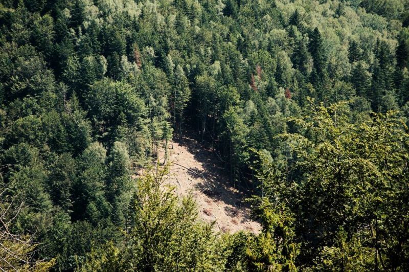 Вночі в лісі під Франківськом шукали заблукалих грибників