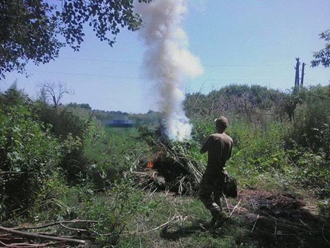 Працівники СБУ з Прикарпаття знищили плантацію коноплі в зоні АТО