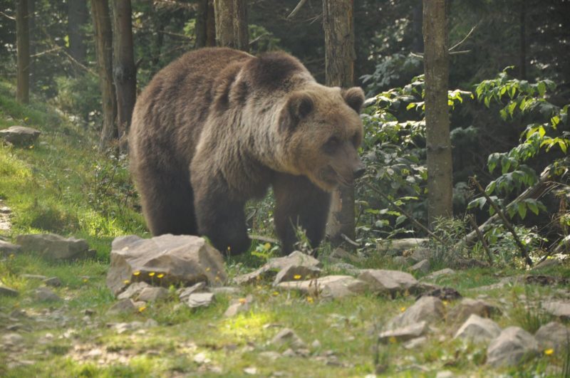 Як на Прикарпатті ведмеді воді радіють (ВІДЕО)