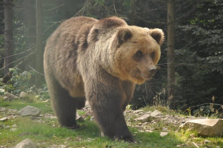 На Прикарпатті ведмідь-ласун поперевертав вулики у пошуках солодощів (ФОТО)