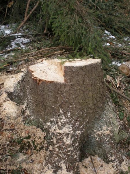 На Прикапатті чоловік хотів відкупитися 100 доларами за незаконну рубку лісу – тепер його чекає суд