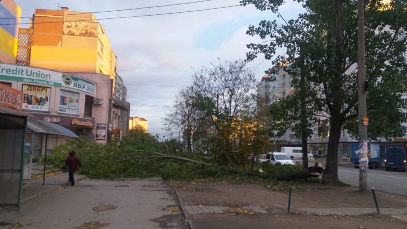 На Стуса вітер повалив величезну тополю на тротуар (ФОТО)