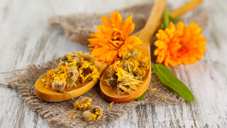 calendula