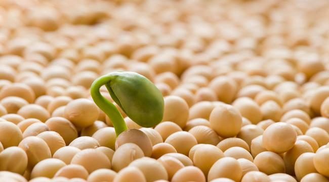 На Франківщині на 16 тисячах гектарів дозріває соя та кукурудза для Китаю