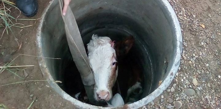 Рятувальники  витягували телятко з колодязя у Болехові (ФОТОФАКТ)