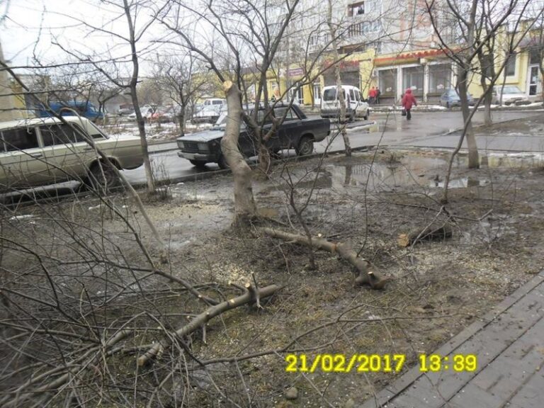 Муніципальні інспектори оштрафували франківців, які без дозволу зрізали дерева (ФОТО)