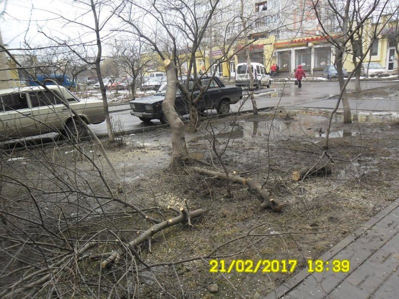 Муніципальні інспектори оштрафували франківців, які без дозволу зрізали дерева (ФОТО)