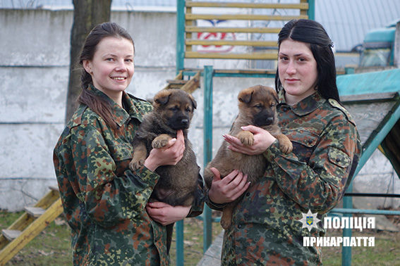 В Івано-Франківську стартує школа «Юного кінолога» (ПРОГРАМА)