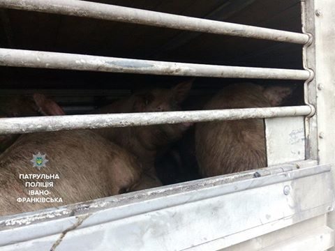 Франківські патрульні запобігають поширенню африканської чуми свиней