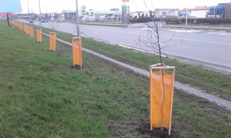 Цьогоріч у Франківську вздовж дамби уже висадили 60 райських яблунь (ФОТО)