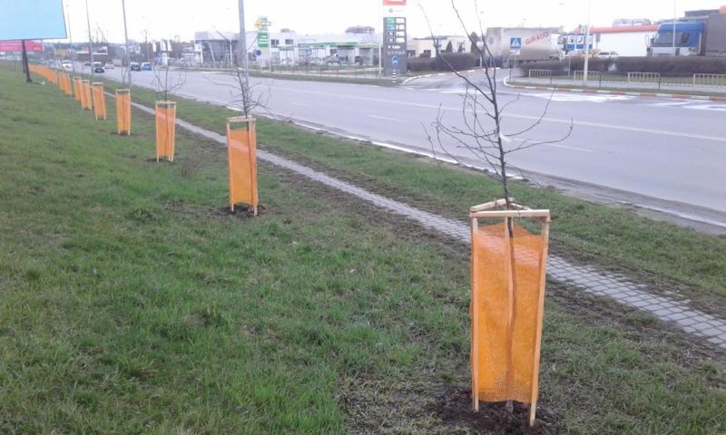 Цьогоріч у Франківську вздовж дамби уже висадили 60 райських яблунь (ФОТО)
