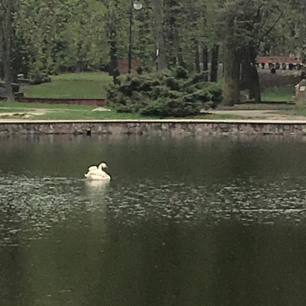 ЛЕБІДЬ