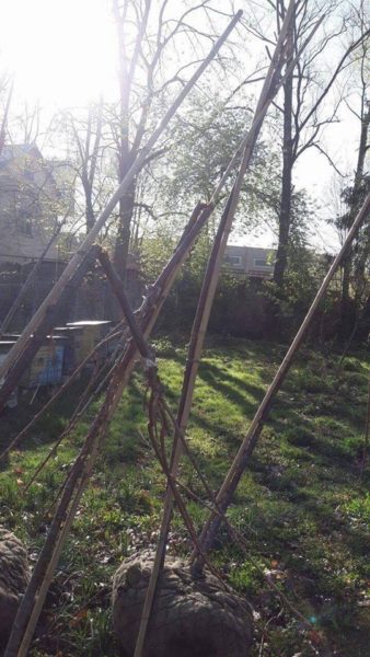 У Франківську поламали сакури, подаровані Японією