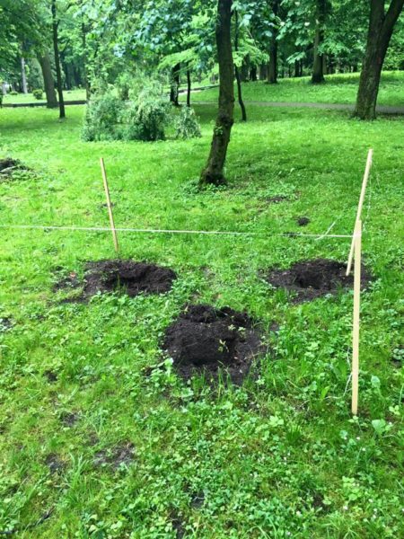 З міського парку вкрали кущі рододендрона (ФОТО)