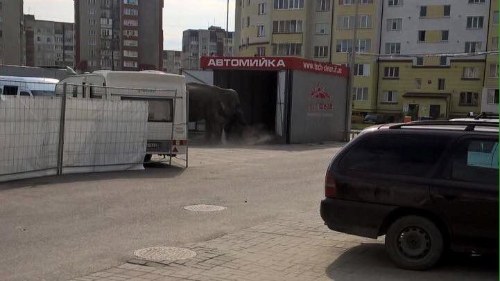 У Франківську в автомийці купали слона (ФОТОФАКТ)