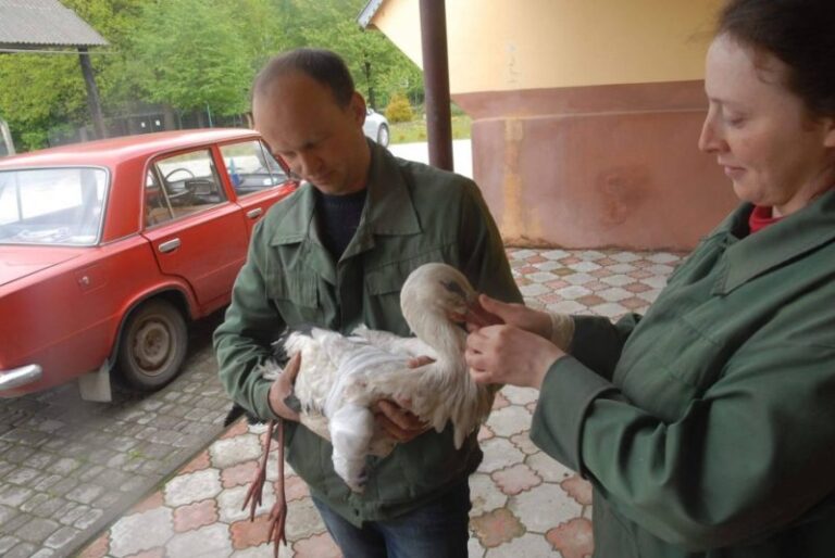 На підприємстві “Даноша” врятували лелеку з перебитим крилом (ФОТО)