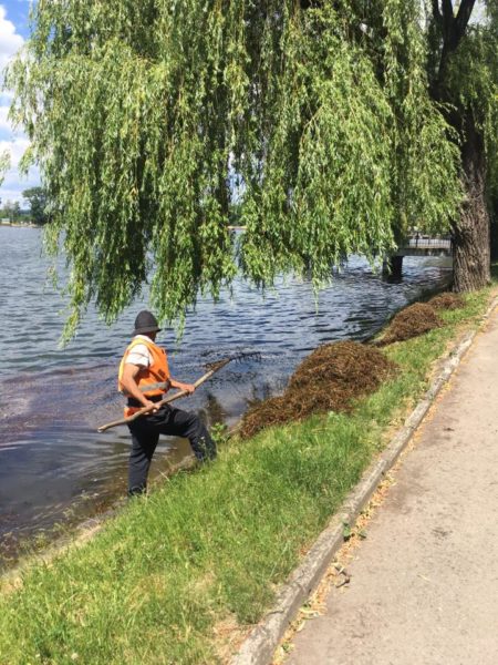 Міське озеро продовжують чистити від водоростей (ФОТО)