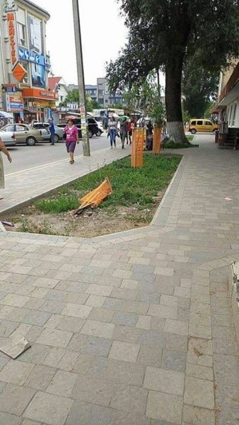 На Тичини знову нищать саджанці акацій (ФОТОФАКТ)