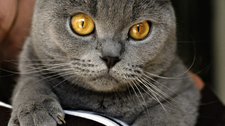 Створено сайт з безперервним муркотінням кота