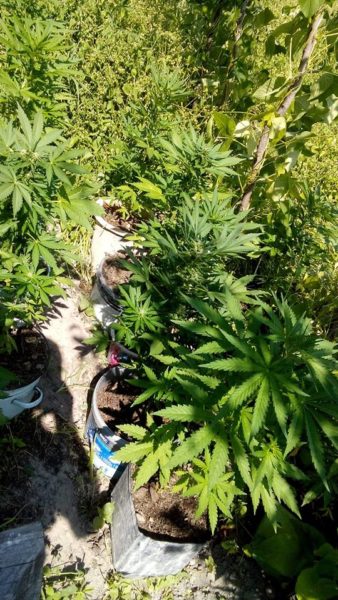 На Коломийщині поліціянти виявили посів конопель (ФОТО)
