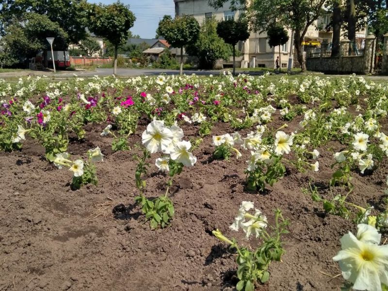 У Коломиї висадили півтори тисячі кущів сульфінії (ФОТО)