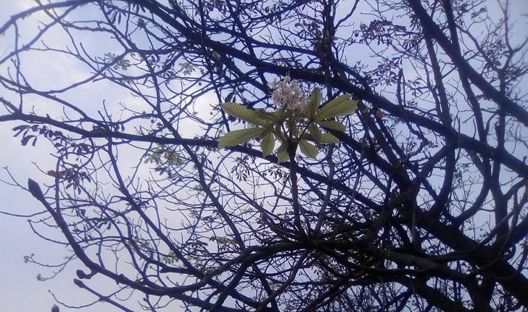 На Прикарпатті знову зацвіли каштани (ФОТО)