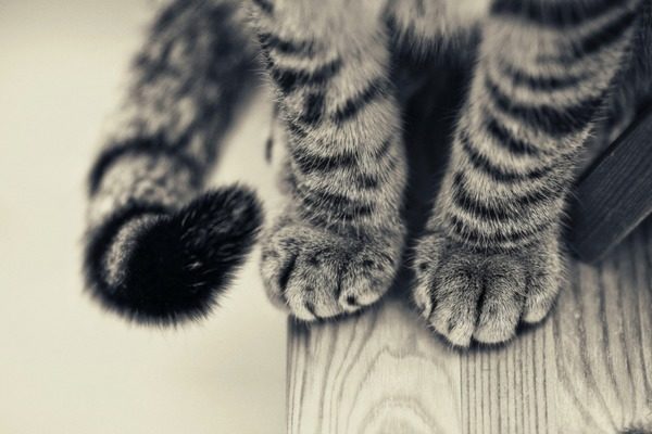 Прикарпатців просять допомогти зібрати кошти на операцію кошеняті