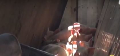 Рятувальники розповіли, як визволяли свиней з перевернутої фури у Тязеві (ВІДЕО)