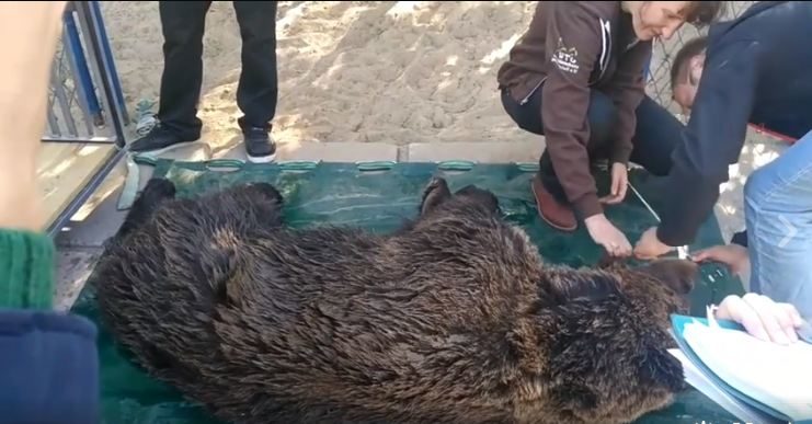 Херсонських ведмедів привезли до Галицького природного парку (ВІДЕО)