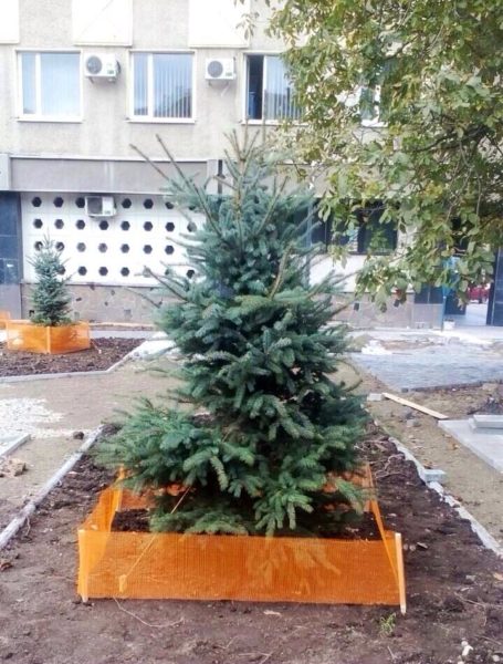 У сквері на Галицькій висадили хвойні дерева (ФОТО)