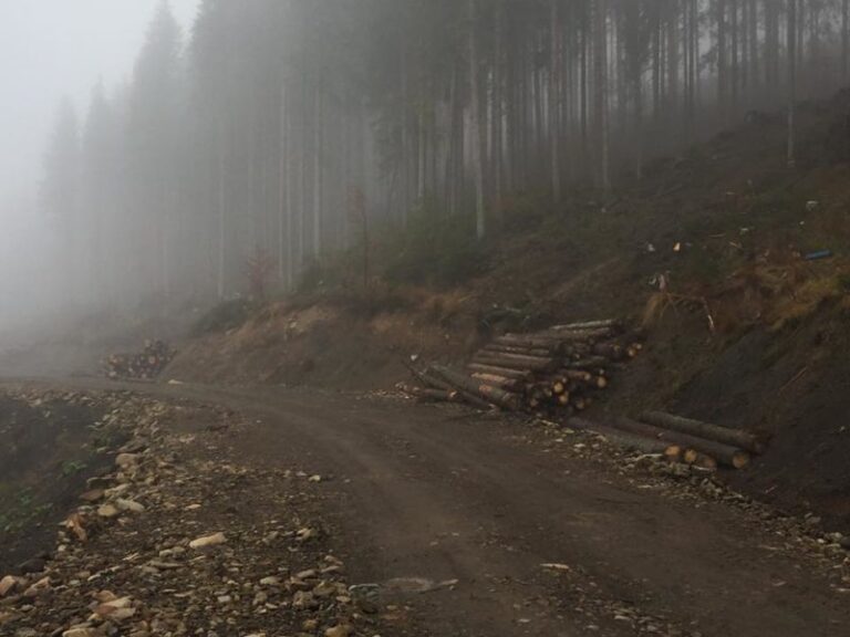 На Коломийщині під час зрізання дерева загинув чоловік