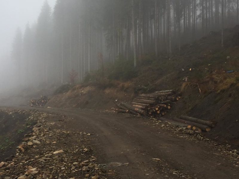 На Коломийщині під час зрізання дерева загинув чоловік