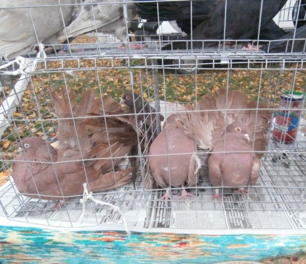 Масштабна виставка голубів та кроликів відбулася у Долині (ФОТО)