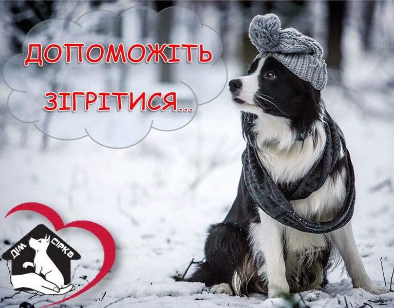 “Дім Сірка” потребує допомоги: небайдужих прикарпатців закликають допомогти з собачими будками