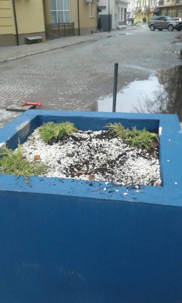 У центрі міста викрали щойно висаджену модрину (ФОТОФАКТ)