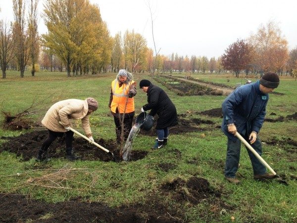 Тисячу тюльпанів та близько двісті дерев посадили у долинському парку (ФОТО)