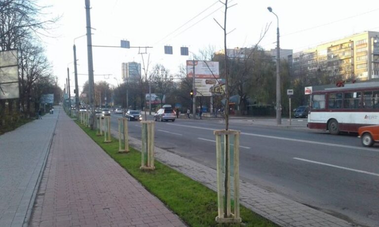 На Галицькій висадили 65 акацій (ФОТО)