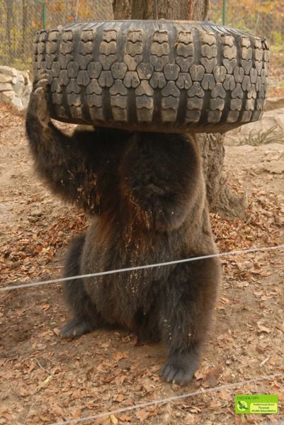 ведмідь2
