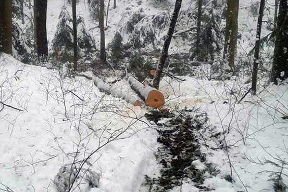 В області вкотре виявили незаконну рубку дерев (ФОТО)