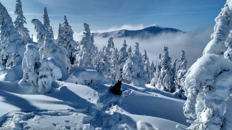 У мережі з’явилися неймовірні світлини засніжених Карпат (ФОТО)