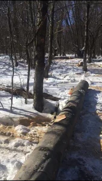 На Косівщині затримали чоловіків,які зрубали два буки