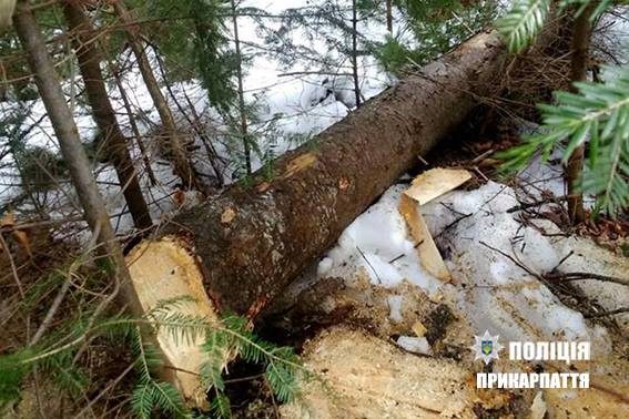 За зрубані ялинки прикарпатцю загрожує до трьох років позбавлення волі (ФОТО)