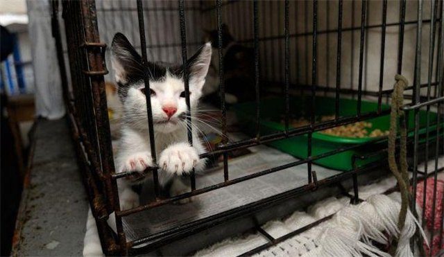 В Ісландії заарештували чоловіка, який взяв у заручники кошеня