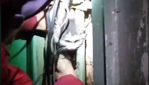 Муніципальні вартові витягнули кошеня з електрощитка (ВІДЕО)