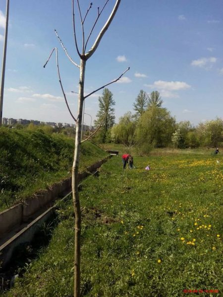 Поблизу калуського кладовища активісти висадили 15 дубів