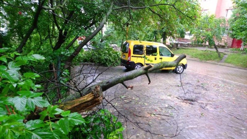 У Франківську на дорогу впало дерево  (ФОТО)