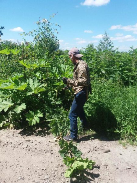 На Прикарпатті боржника по аліментах змусили косити борщівник (ФОТО)